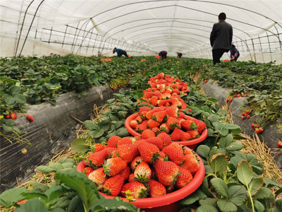 西塘畅通农产品销售渠道 华联村2500公斤草莓不愁卖