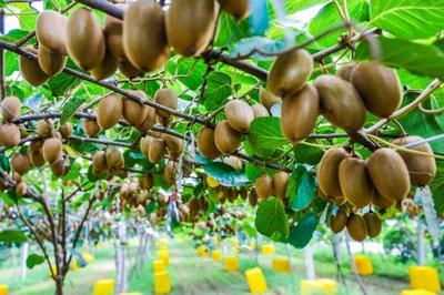 阿里数字化农业带动产业升级,武功猕猴桃创造10亿级农产品牌