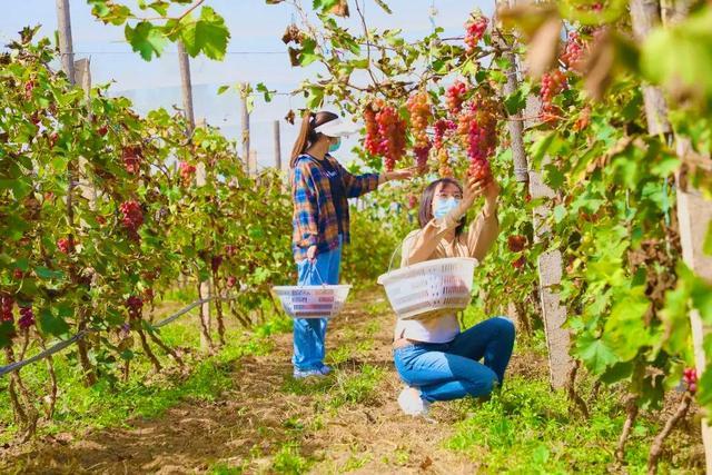 来自张山营镇的各农业种植合作社,涉农企业纷纷将自产的优质葡萄,葡萄