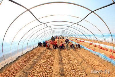 唐山滦南:甘薯种植助农增收