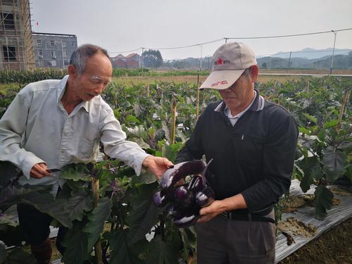 高坡村21户贫困户免费领取茄子苗和化肥农药种植了21亩茄子,原本想在