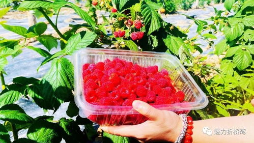 临夏市折桥镇 树莓采摘季 与你相约 莓 好时光里
